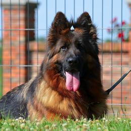 Jolly von Yugerschof - German Shepherd