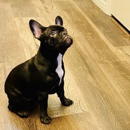 French Bulldogs from FrenCHI’s Of Texas