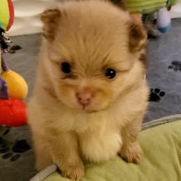 Penelope - Chocolate sable female Pomeranian puppy in Forsyth, Illinois from Amazing Grace Pomeranians