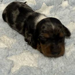 Slinky - Dapple male Dachshund puppy in Williston, Florida from Teenie Weenie Dachshunds