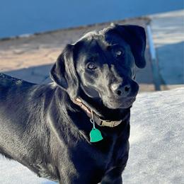 River - Labrador Retriever