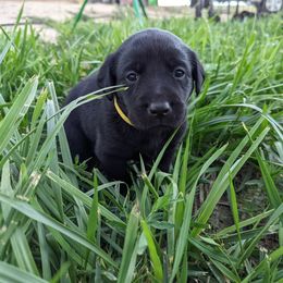 Dilute Retriever and Labrador Retriever Puppies from LC Hunting Labs, LLC.