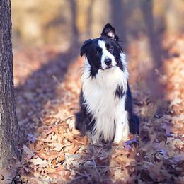 Hermes - Border Collie
