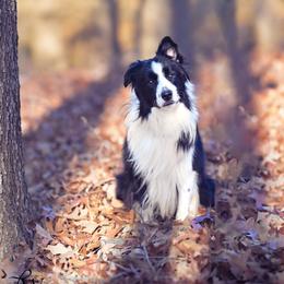 Hermes - Border Collie