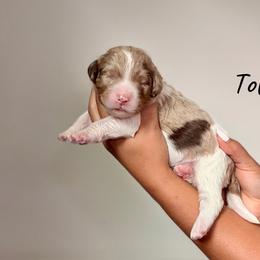 Toffee - Chocolate merle female Bernedoodle puppy in Pennsylvania from Bells Bernedoodles