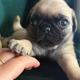 Churro - Fawn male Pug puppy in Arkansas, Kansas from Kansas AKC Pug puppies