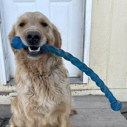Dolly - Golden Retriever