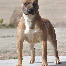 Mando - Blue fawn male American Pit Bull Terrier puppy in Nine Mile Falls, Washington from Bartin Kennels