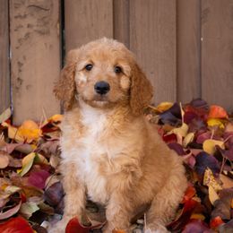 Pine - Apricot male Goldendoodle puppy in Temecula, California from Temecula Creek Doodles