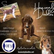 Irish Doodle and Poodle Puppies from Heavenly Poodles