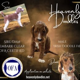 Irish Doodle and Poodle Puppies from Heavenly Poodles