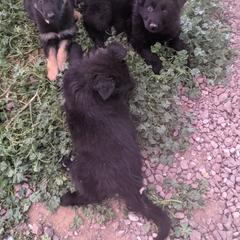 German Shepherd Puppies from Von De León German Shepherds