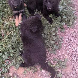 German Shepherd Puppies from Von De León German Shepherds