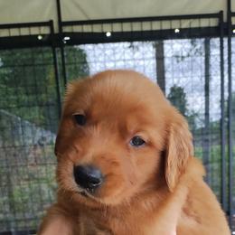 Light Pink - Dark golden female Golden Retriever puppy in Davisboro, Georgia from Ginger Snap Golden Retrievers