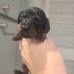 KitKat - Black and tan female Dachshund puppy in Okeechobee, Florida from Far Far Away Dachshunds