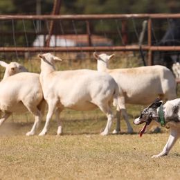 Border Collies from Serendipity Border Collies