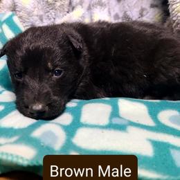 Brown Collar Male - Black male German Shepherd puppy in Cadet, Missouri from Working Valley Shepherds