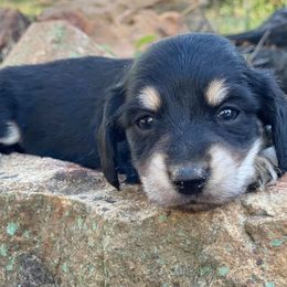 Dachshunds from Doods and Doxiewoods