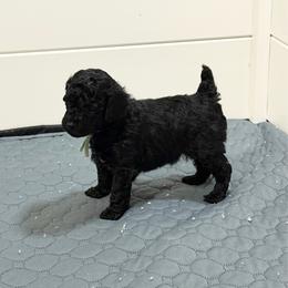 AKC Sasha - Mint - Black female Poodle puppy in Baytown, Texas from Charlotte & Co. Miniature Poodles