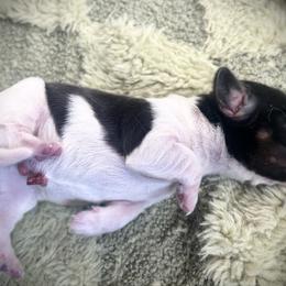 Hershey - Piebald male Dachshund puppy in Boerne, Texas from Maravillas Dachshunds LLC