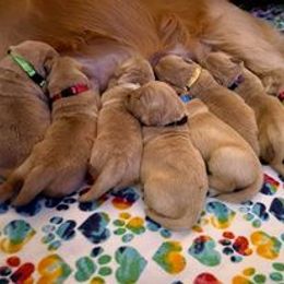 Golden Retriever Puppies from Golden Hour Golden Retrievers