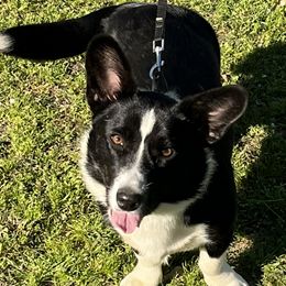 Remi - Cardigan Welsh Corgi