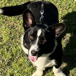 Remi - Cardigan Welsh Corgi