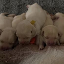 Labrador Retriever Puppies from Duck Pond Farm English Labradors