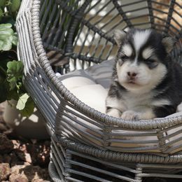 Pomsky Puppies from Arctic Star Pomskies