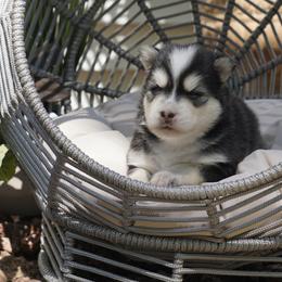 Pomsky Puppies from Arctic Star Pomskies