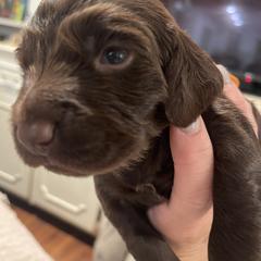 Boykin Spaniel All Grown Up from Lynn Ashcraft
