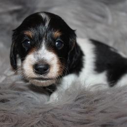 Boy 1 - Black and tan male Dachshund puppy in Craig, Colorado from Rocky Mountain Shih Tzus and Dry Creek Miniature Dachshunds