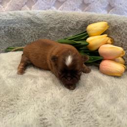 Finch - Red and tan male Shih Tzu puppy in Success, Missouri from Sweet Success