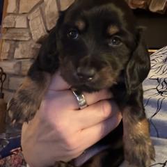 Colette - Black and tan female Dachshund puppy in Batavia, Illinois from Sandra's Dachshunds