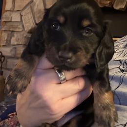 Colette - Black and tan female Dachshund puppy in Batavia, Illinois from Sandra's Dachshunds