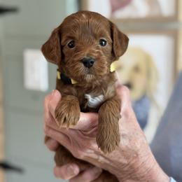 Lumi - Red  female Goldendoodle puppy in Wharton, Texas from Little Fur Friends