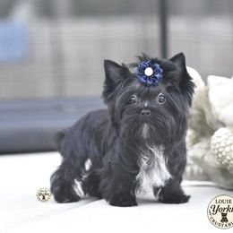 Teddy - Yorkshire Terrier