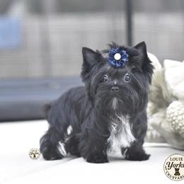Teddy - Yorkshire Terrier