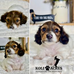 Ranger - AKC Shaded Red Piebald LH - Piebald male Dachshund puppy in Kemp, Texas from Koli Acres