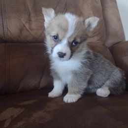 Cardigan Welsh Corgi, Miniature Australian Shepherd, and Pembroke Welsh Corgi Puppies from Rancho Sandoval Corgis and Mini Aussies