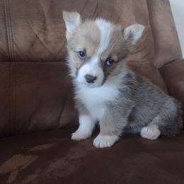 Cardigan Welsh Corgi, Miniature Australian Shepherd, and Pembroke Welsh Corgi Puppies from Rancho Sandoval Corgis and Mini Aussies