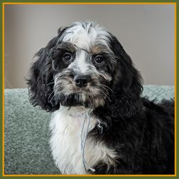 Lucas - Merle male Cockapoo puppy in Connersville, Indiana from Deaz Doodle Ranch