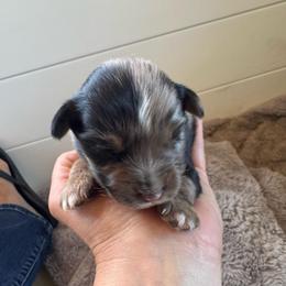 Moonbeam - Blue merle male Toy Australian Shepherd puppy in Columbia Falls, Montana from Firefly Aussies & Aussiedoodles