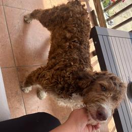 Boy 3 - Red male Aussiedoodle puppy in Alabama from SBA Aussies