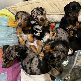 Dachshund Puppies from Dachshund Family Love Breeders