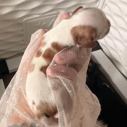 Poseidon - Blenheim male Cavalier King Charles Spaniel puppy in Tucson, Arizona from Unicorn Tears and Cavaliers