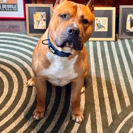 Chubbs - American Staffordshire Terrier