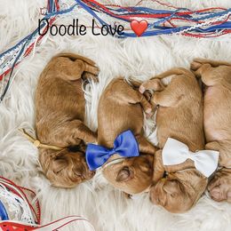 Goldendoodle Puppies from Doodle Love ❤️ Goldendoodle puppies