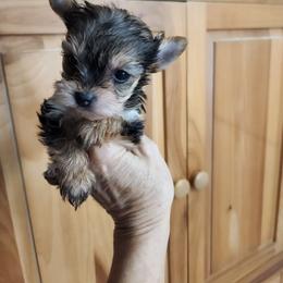 No Collar - Black and gold female Yorkshire Terrier puppy in Sidney, Ohio from Little Yorkie World