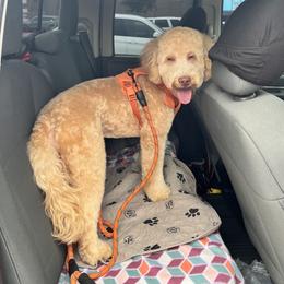 Wavy - Goldendoodle